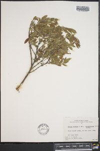 Salix glauca subsp. desertorum image