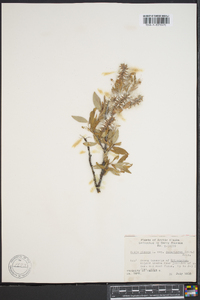 Salix glauca subsp. desertorum image