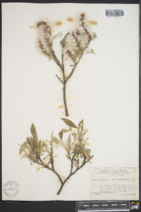 Salix glauca subsp. desertorum image