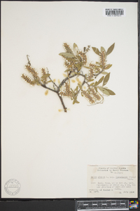 Salix glauca image