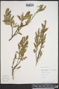 Salix glauca subsp. desertorum image