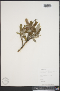 Salix glauca image