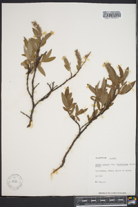 Salix glauca subsp. desertorum image