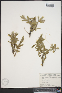 Salix glauca image