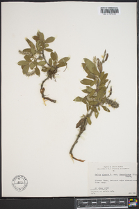 Salix glauca subsp. desertorum image