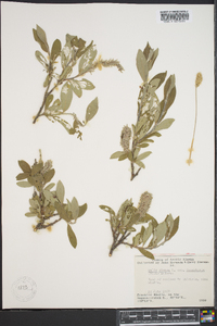 Salix glauca subsp. desertorum image