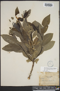 Salix glaucophylloides image