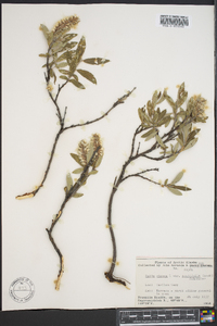 Salix glauca image