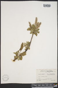 Salix glauca image