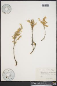 Salix glauca var. acutifolia image