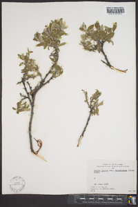 Salix glauca subsp. desertorum image