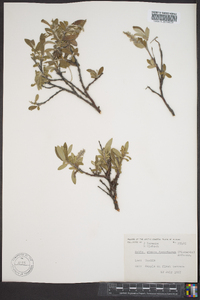 Salix glauca subsp. desertorum image