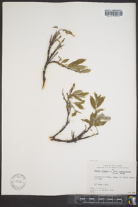 Salix glauca image