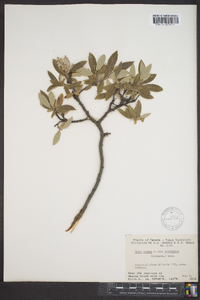 Salix glauca subsp. desertorum image