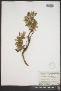 Salix glauca image