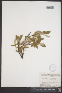 Salix glauca subsp. desertorum image