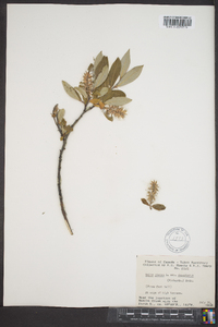 Salix glauca subsp. desertorum image