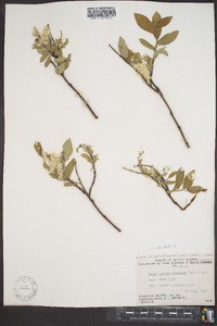 Salix hastata image