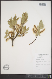 Salix hastata image