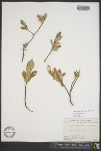 Salix hastata image