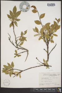 Salix hastata image