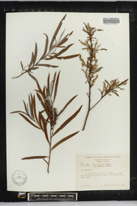 Salix interior var. wheeleri image