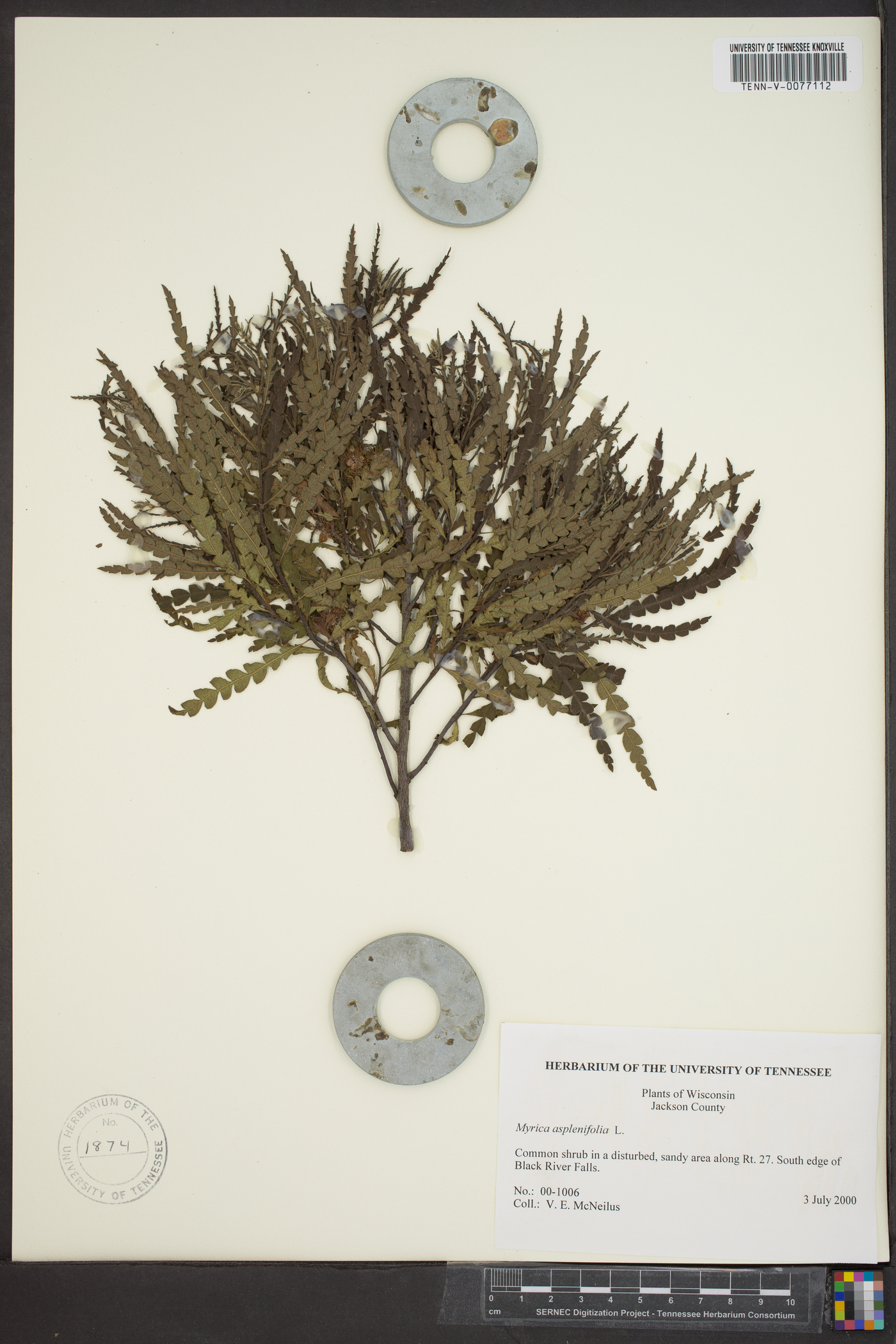 Myrica aspleniifolia image