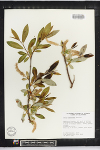 Salix lasiandra image