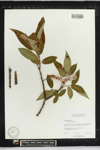 Salix lasiandra image