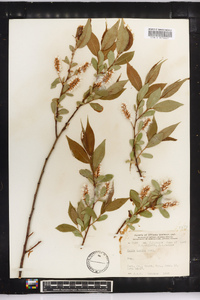 Salix lucida image