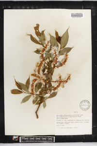 Salix lucida image