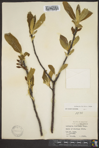 Salix lucida image