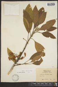 Salix lucida image