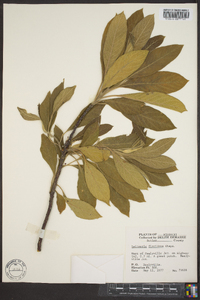 Salix lucida image