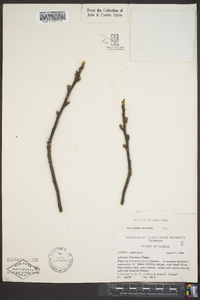 Salix lucida image