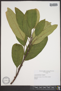 Salix lucida image