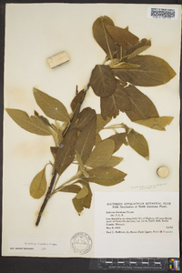 Salix lutea image