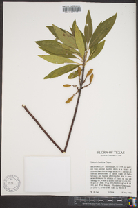 Salix lutea image