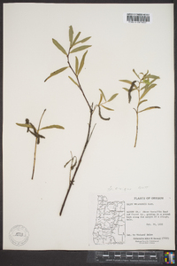 Salix melanopsis image