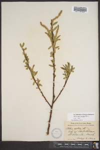 Salix myricoides image