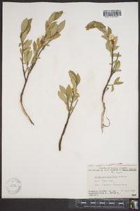 Salix myrtillifolia image