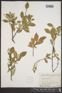 Salix myrtillifolia image