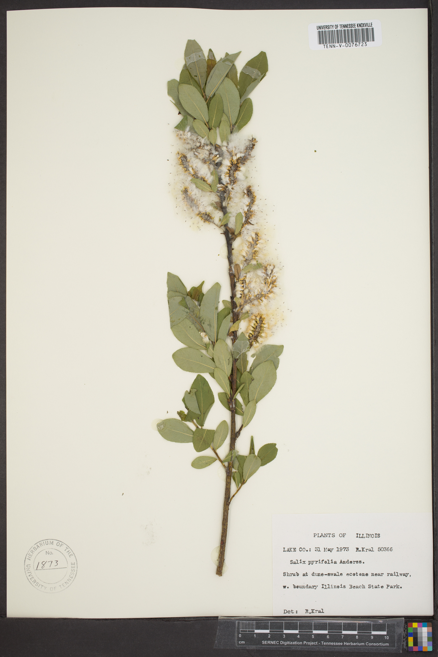 Salix pyrifolia image