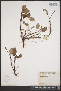 Salix reticulata image