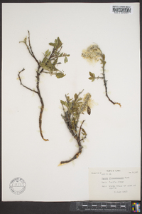 Salix richardsonii image