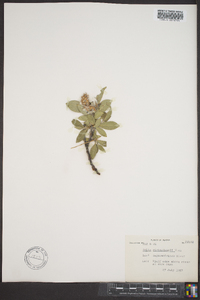 Salix richardsonii image