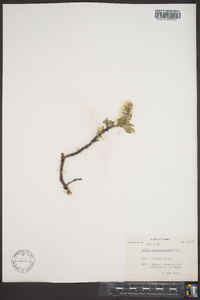 Salix richardsonii image