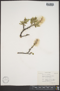 Salix richardsonii image