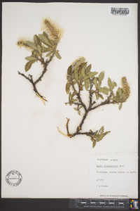 Salix richardsonii image