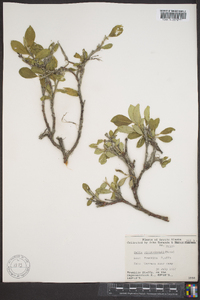 Salix richardsonii image